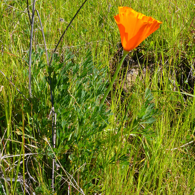 California Poppy