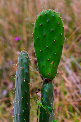 Thumbnail image of Cactus in open woodland beside Three Moon Creek.
