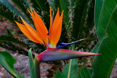 Thumbnail image of Bird of Paradise flower, strelitzia reginae.